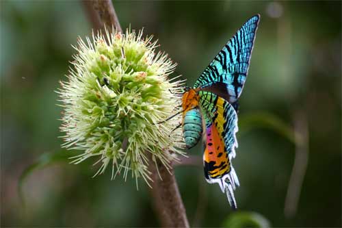 Butterfly, Nyerere National Park