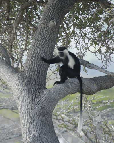 Colobus Monkey, Nyerere National Park