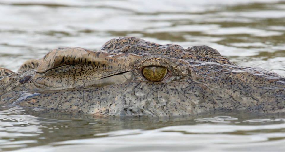 Crocodile, Nyerere National Park