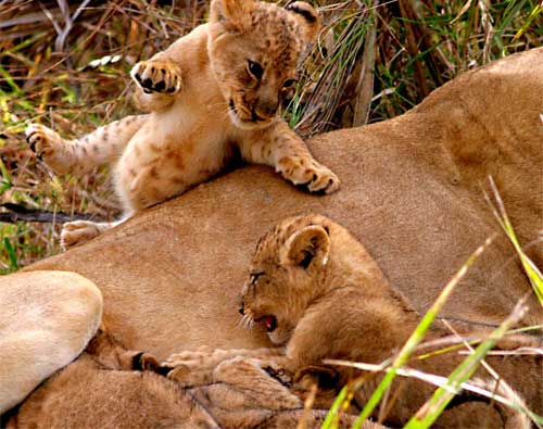 Lion Cubs Playing, Nyerere National Park