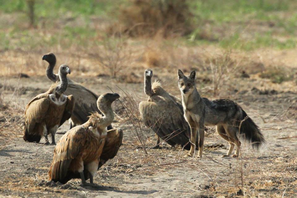Jackal and Vultures, Nyerere National Park