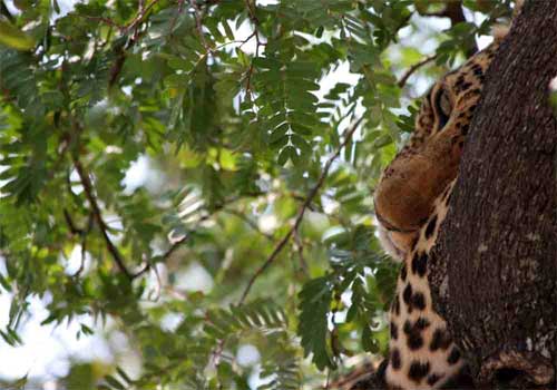Leopard, Nyerere National Park