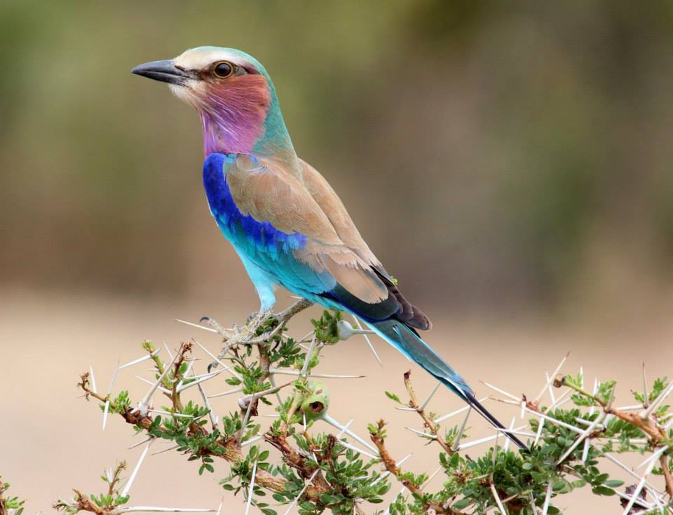 Lilac-Breasted Roller, Nyerere National Park