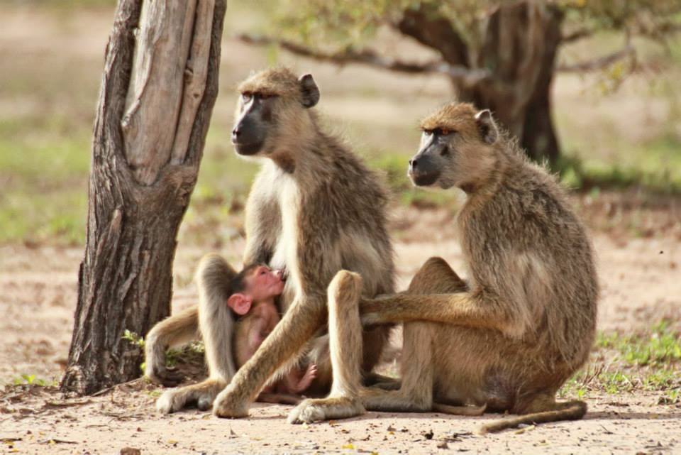 Baboons, Nyerere National Park
