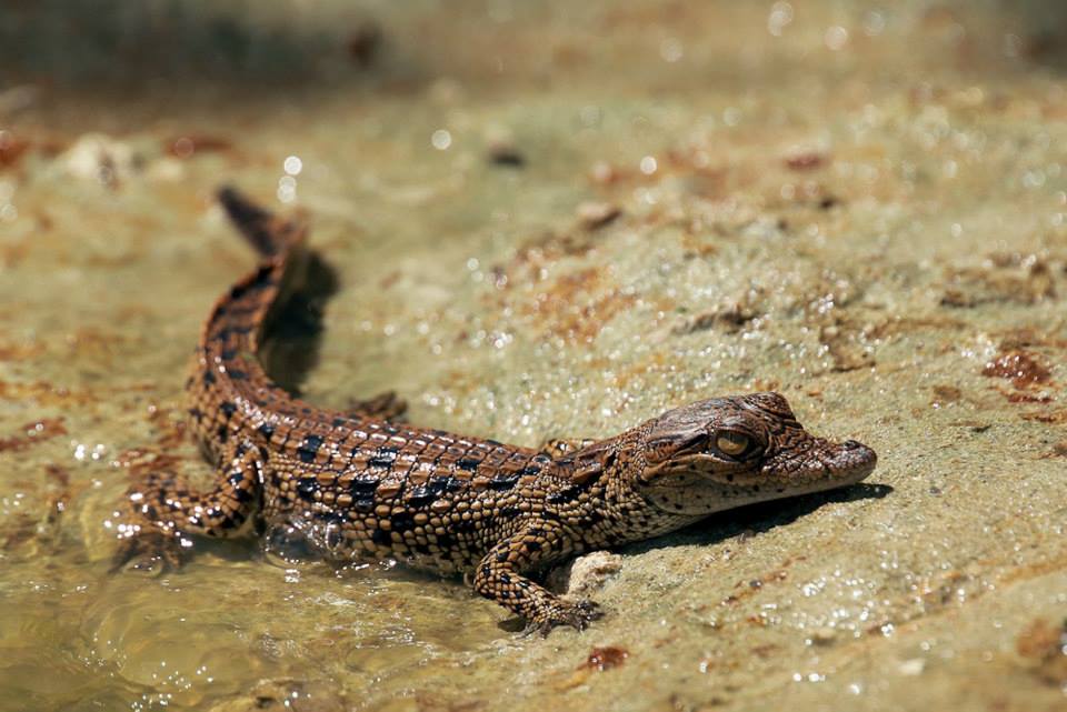 Baby Crocodile, Nyerere National Park