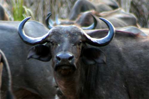 Buffalo, Nyerere National Park