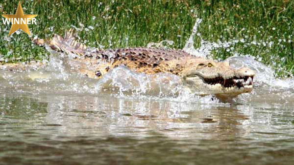 Crocodile, Nyerere National Park