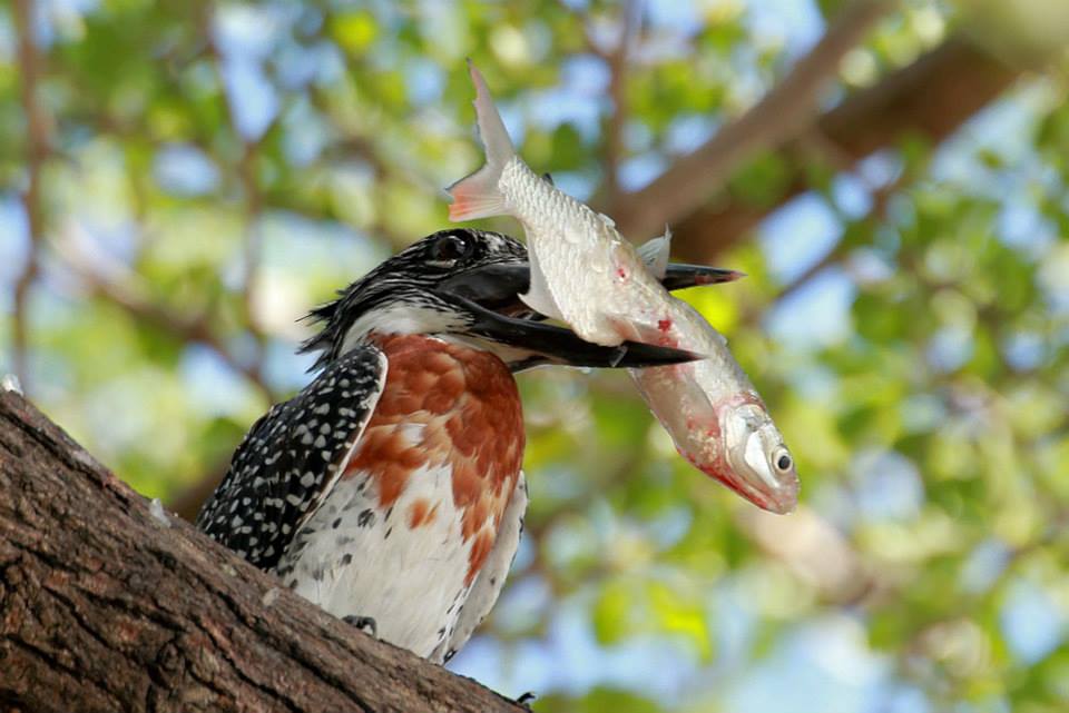 Giant Kingfisher, Nyerere National Park