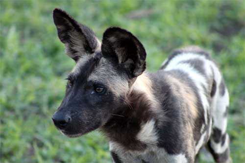 Wild Dogs, Nyerere National Park