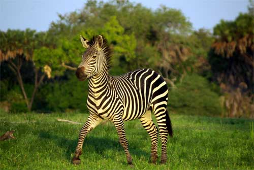 Zebra, Nyerere National Park