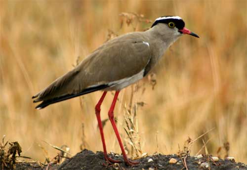 Crowned Plover, Nyerere National Park