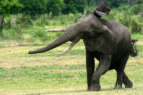 Elephant, Nyerere National Park