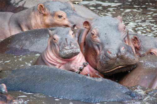Hippo Pool, Nyerere National Park