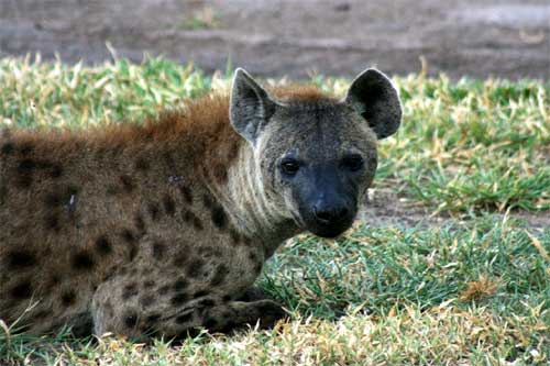 Hyena, Nyerere National Park