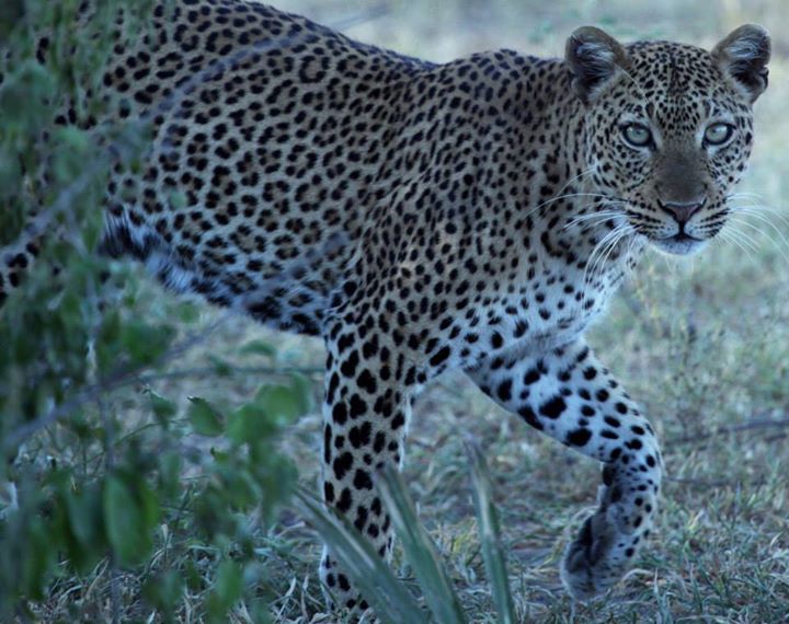 Leopard, Nyerere National Park