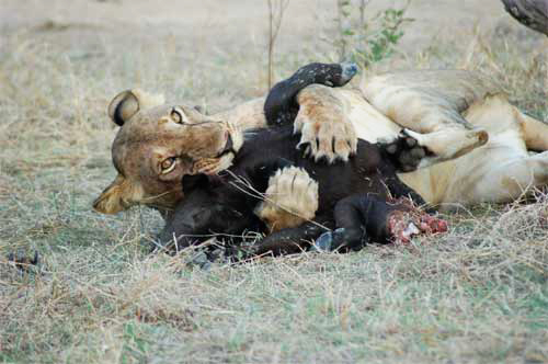 Lion Kill, Nyerere National Park