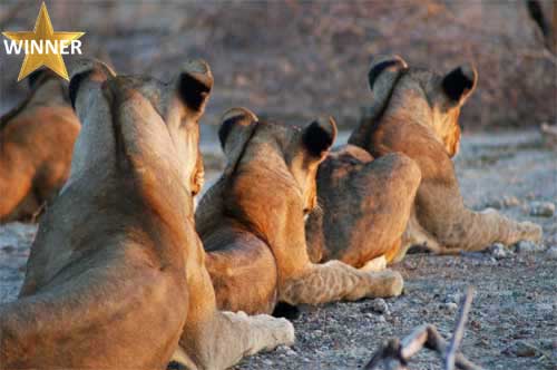 Lions on Look Out, Nyerere National Park