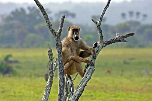 Baboon, Nyerere National Park