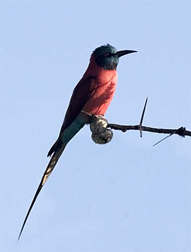 Carmine Bee-Eater, Nyerere National Park