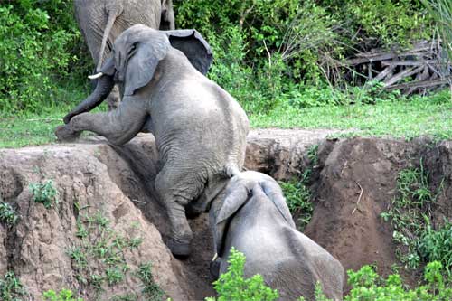 Elephants, Nyerere National Park