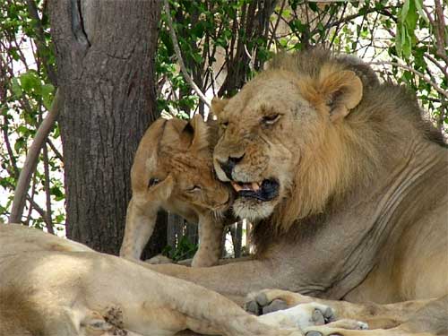 Lion with Cubs, Nyerere National Park