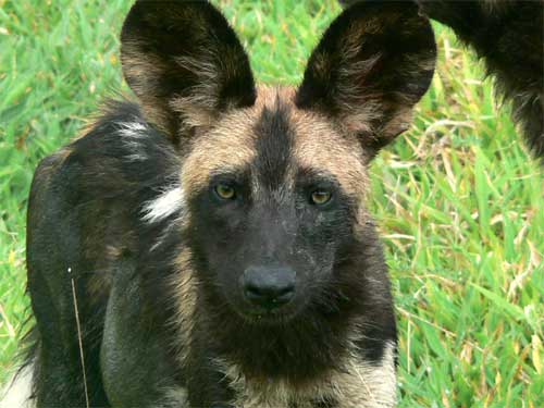 Wild Dog, Nyerere National Park