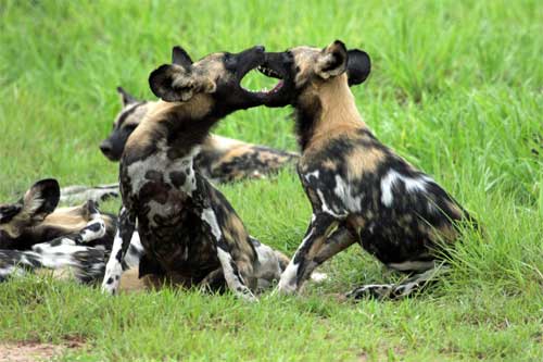 Wild Dogs, Nyerere National Park