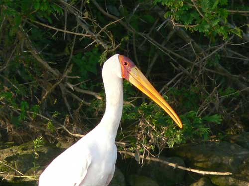 Yellow-Billed Stork, Nyerere National Park