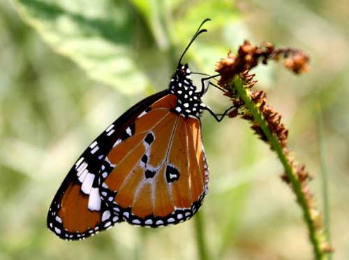 Butterfly, Nyerere National Park