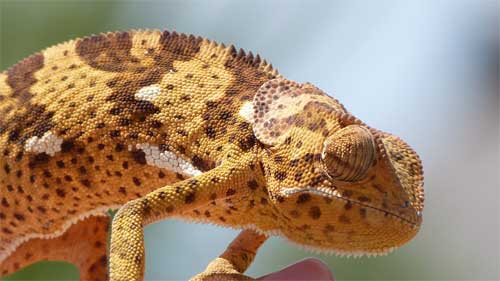 Chameleon, Nyerere National Park