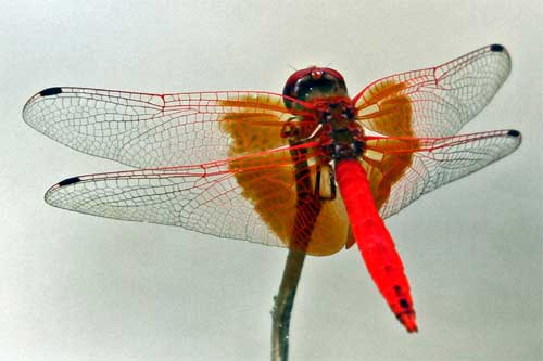 Dragonfly, Nyerere National Park