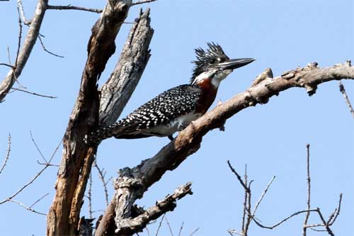 Giant Kingfisher, Nyerere National Park