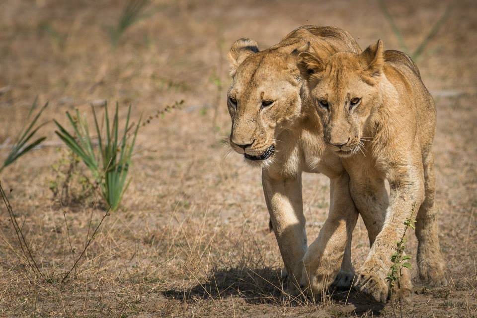 Lions, Nyerere National Park