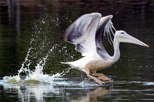 Pelican, Nyerere National Park