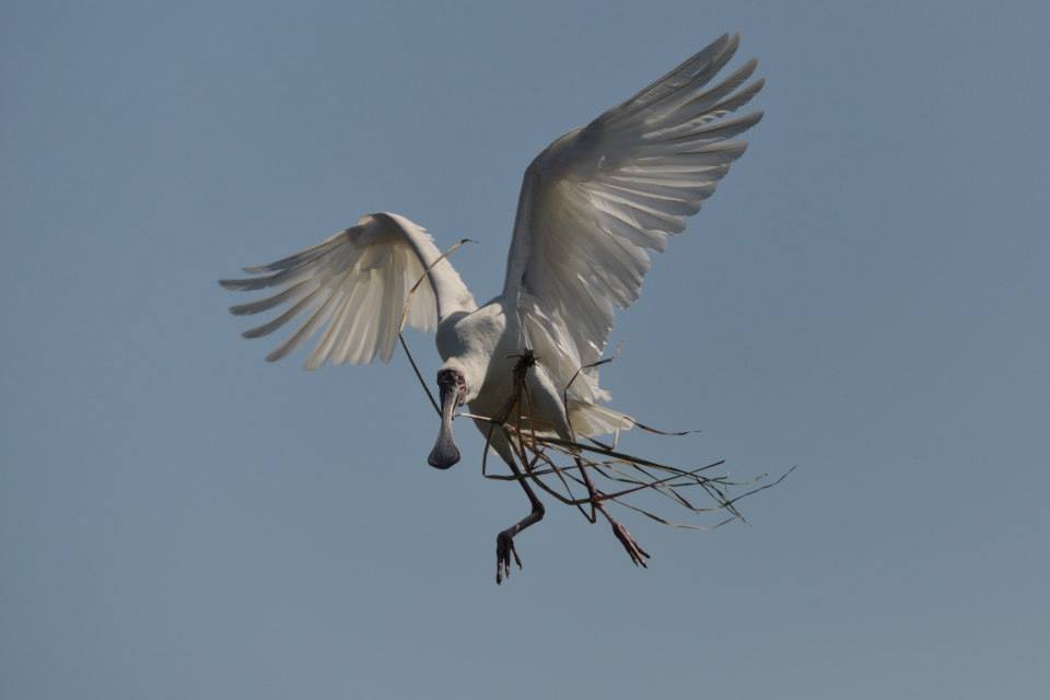 Spoonbill, Nyerere National Park