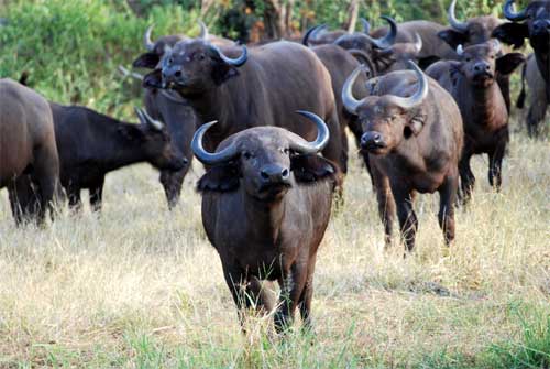 Buffalo, Nyerere National Park