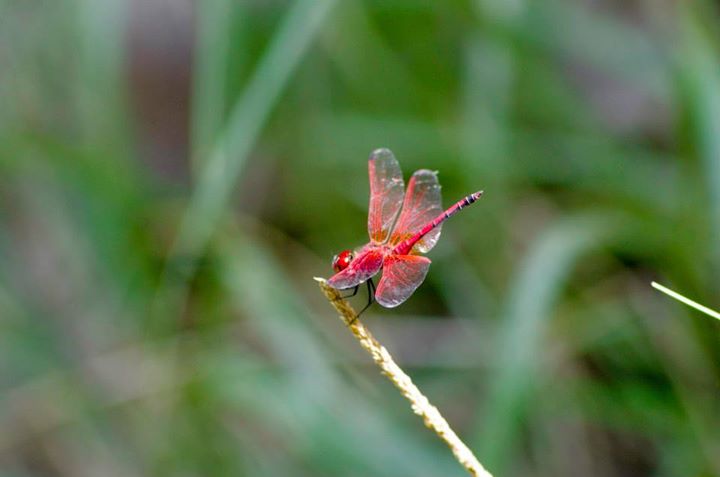 Dragonfly, Nyerere National Park