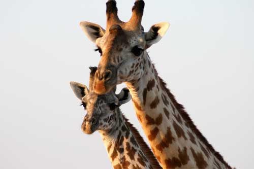 Giraffe, Nyerere National Park