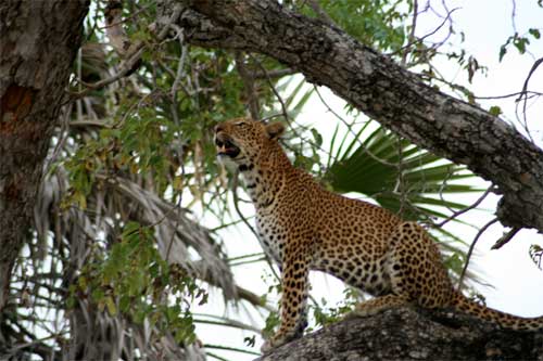 Leopard, Nyerere National Park