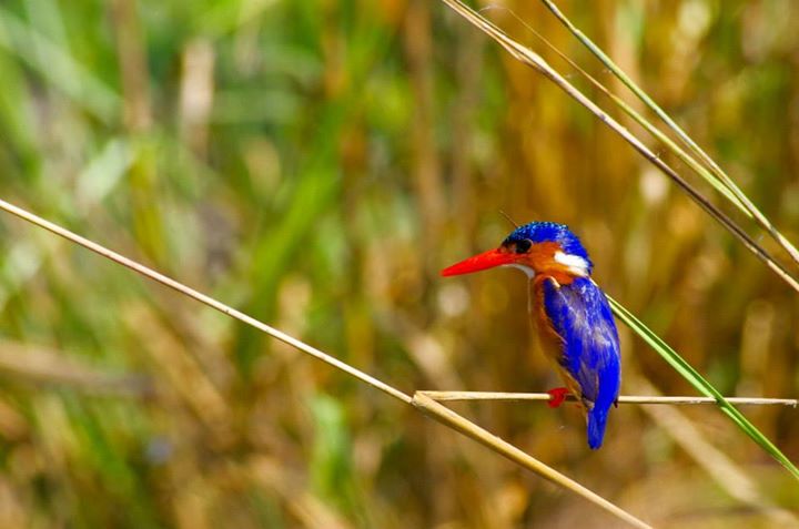 Malachite Kingfisher, Nyerere National Park