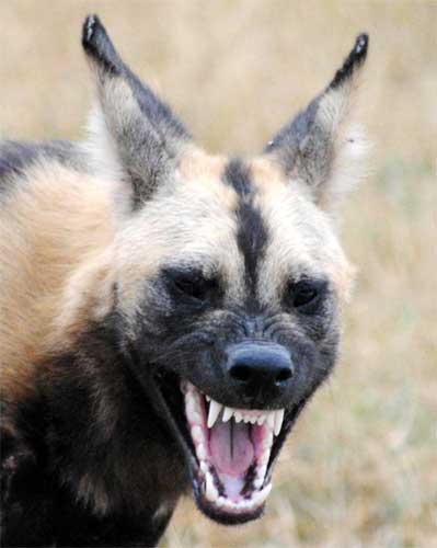 Wild Dog, Nyerere National Park