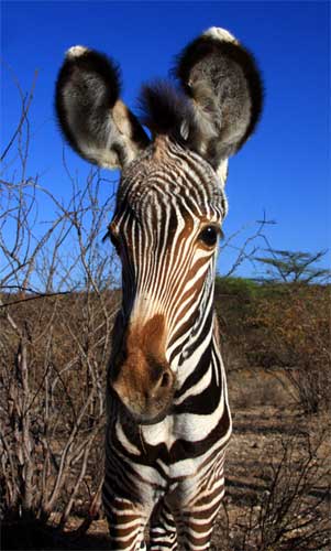 Zebra, Nyerere National Park