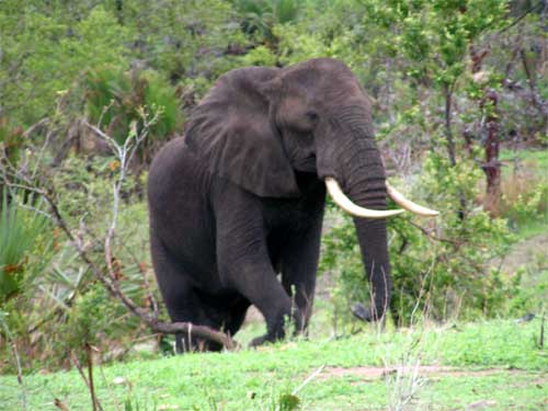 Elephant, Nyerere National Park