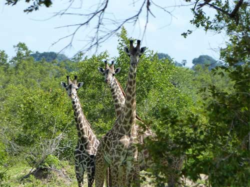 Giraffe, Nyerere National Park