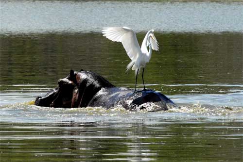 Hippo and Egret, Nyerere National Park