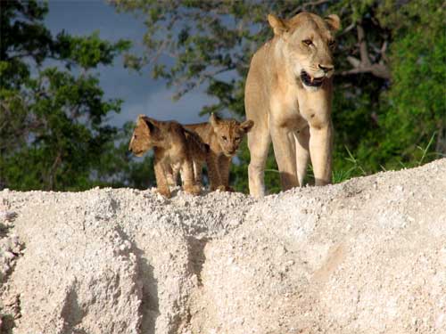 Lion and Cubs, Nyerere National Park