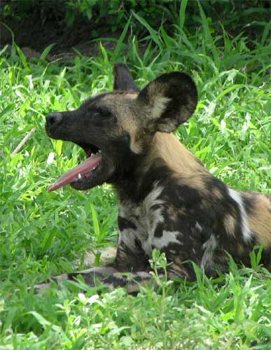 Wild Dog, Nyerere National Park
