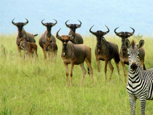 Wildebeest and Zebra, Nyerere National Park