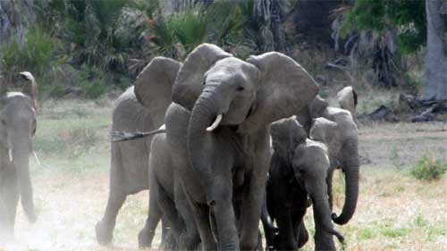 Elephants, Nyerere National Park