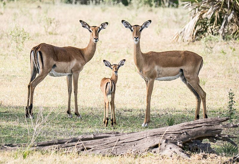 Impala, Nyerere National Park